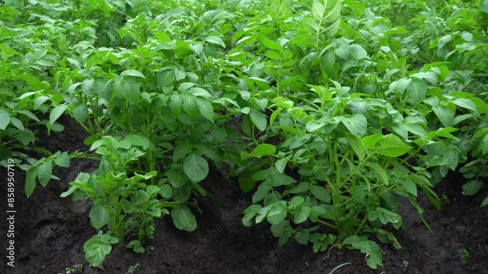 fresh green potato bushes grow in rows in the garden, swaying in the wind. a healthy, strong plant. fresh green potato bushes grow in rows in the garden, swaying in the wind. a healthy, strong plant.