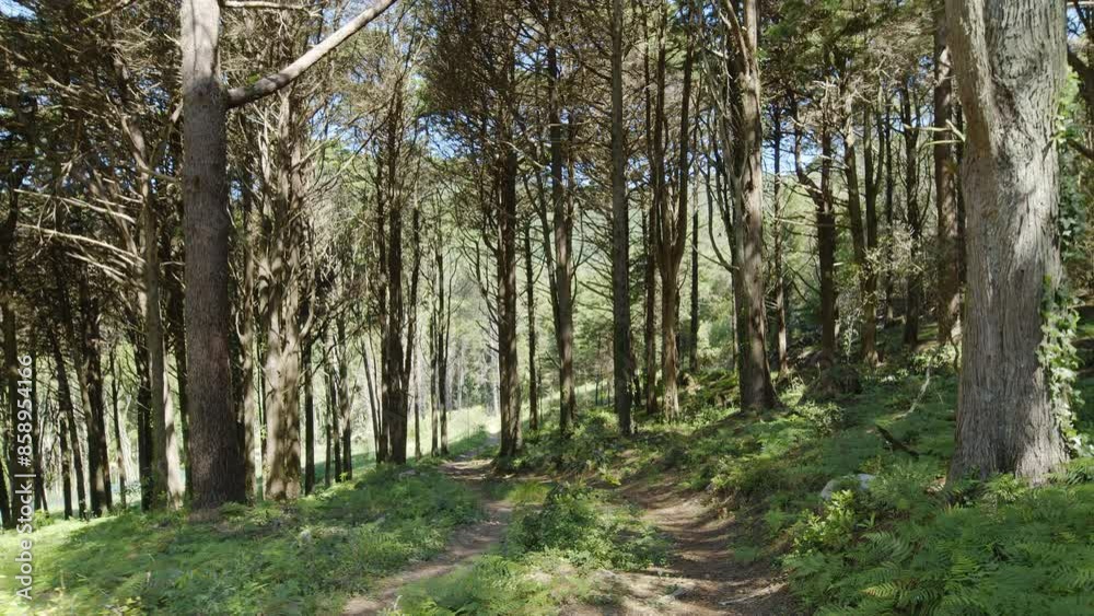Slow motion camera inside deep dense forest on the sunset. Presence effect. Great background for any of your projects. Slow motion camera inside deep dense forest on the sunset. Presence effect. Great background for any of your projects.