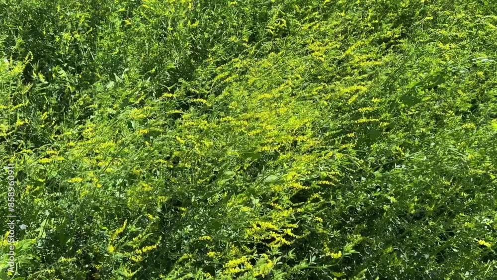 yellow melilot, tall wild flowers sway in a strong wind. natural background, backdrop . nature in summer. yellow melilot, tall wild flowers sway in a strong wind. natural background, backdrop . nature in summer.