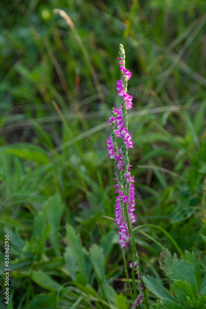 Obraz premium ピンクの野生のラン ネジバナ 