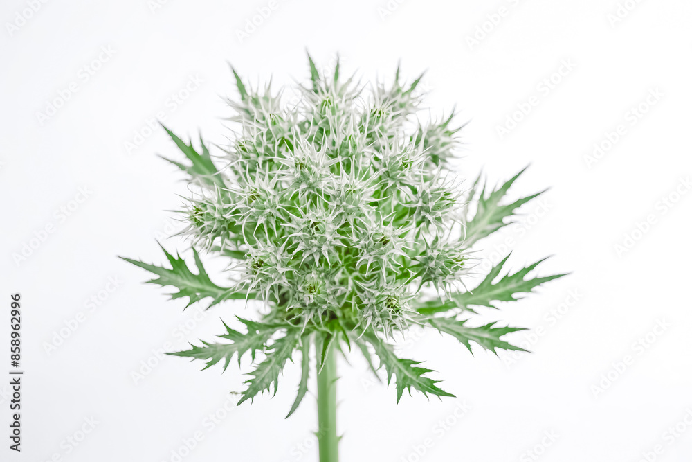 Close-up of a Spiky Green Plant with White Flowers Close-up of a Spiky Green Plant with White Flowers