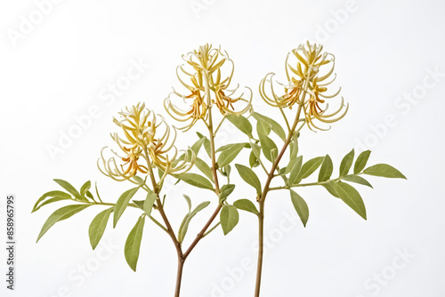 Delicate Yellow Flower with Green Leaves on White Background