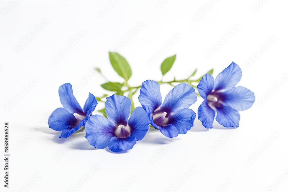 Blue Flowers on White Background Blue Flowers on White Background