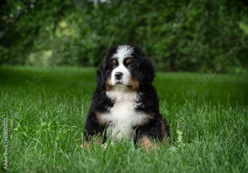 Cuadro en lienzo Bernese Mountain Dog puppy from titled parents