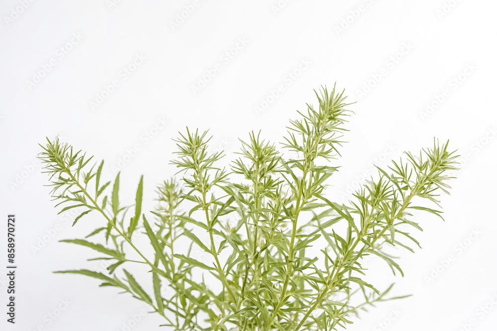 Fototapeta premium Green Plant with White Background