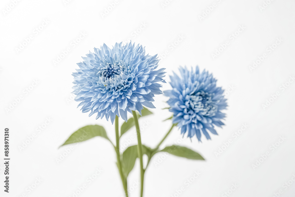Two Light Blue Flowers on a White Background Two Light Blue Flowers on a White Background