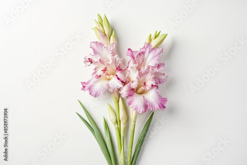 Pink Gladiolus Flowers on White Background © Rysak