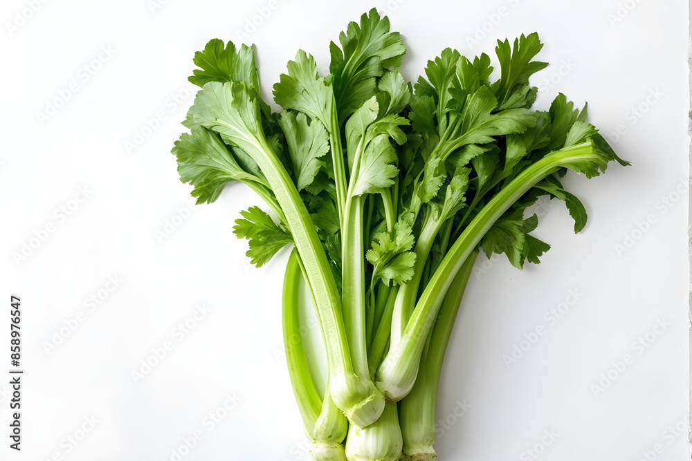 fresh celery isolated on white background fresh celery isolated on white background