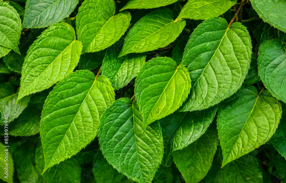 Closeup of vibrant green leaves in sunlight. Fresh Green Leaf Texture Closeup Vibrant Natural Pattern, Detailed Foliage Surface Closeup of vibrant green leaves in sunlight. Fresh Green Leaf Texture Closeup Vibrant Natural Pattern, Detailed Foliage Surface