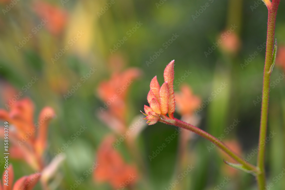 Kangaroo Paw Beauty Orange flower buds Kangaroo Paw Beauty Orange flower buds