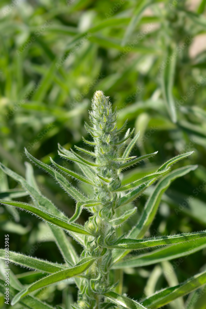 Fototapeta premium Italian bugloss flower buds