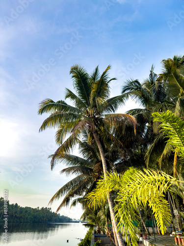 Coconut trees and greenery along the kochi backwaters in the indian state of Kerala. Kochi (also known as Cochin) is a coastal city with lot of backwaters area. photo