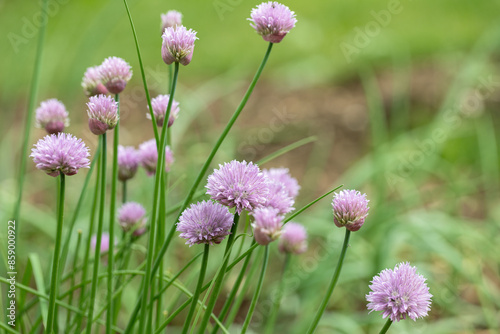 Blooming chives (Allium schoenoprasum). Space for your text.