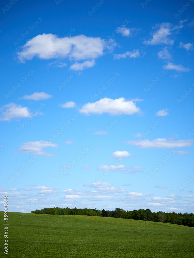 Horizon. Green field, blue sky and white clouds. Horizon. Green field, blue sky and white clouds.