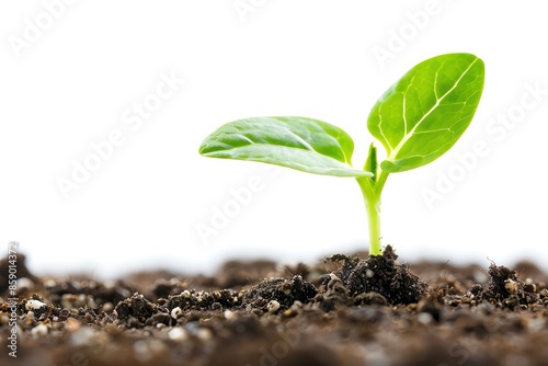 A small green sprout emerges from the soil, symbolizing growth, new beginnings, and hope. photo