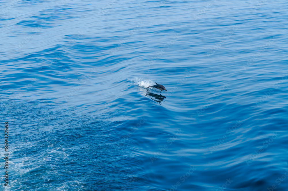 Naklejka premium dolphin