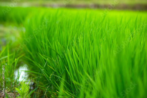 緑の稲穂がある風景