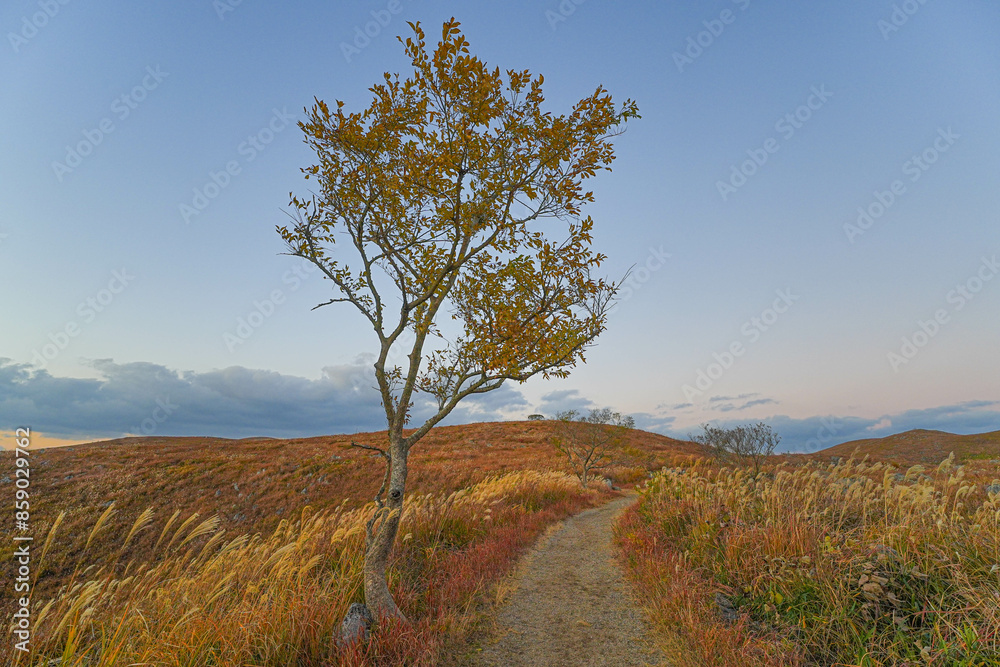 Fototapeta premium 秋吉台