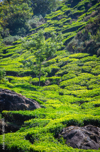 champs de thé dans l'est du Kérala en Inde