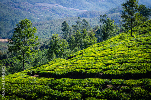Wallpaper Mural champs de thé dans l'est du Kérala en Inde Torontodigital.ca