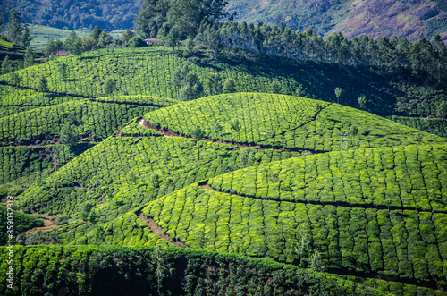 champs de thé dans l'est du Kérala en Inde