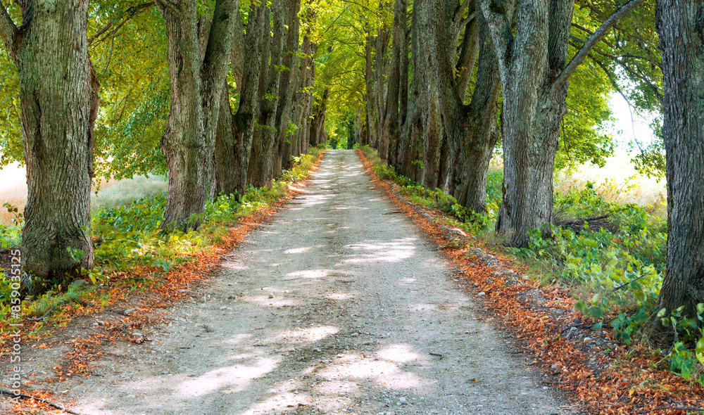 Rustic gravel road at the early autumn day among linden alley Rustic gravel road at the early autumn day among linden alley