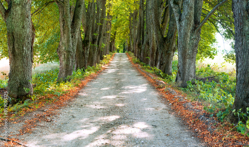 Rustic gravel road at the early autumn day among linden alley