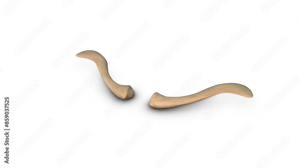 Human Clavicle bone isolated on white background Human Clavicle bone isolated on white background