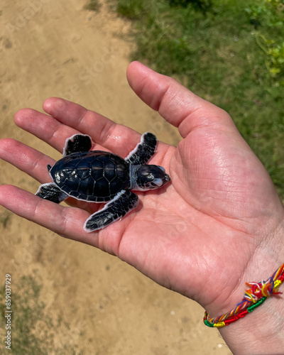 Sri Lanka, Ceylon Island - Udawalawe National Park, Tourist safari and animal watching, turtle beach