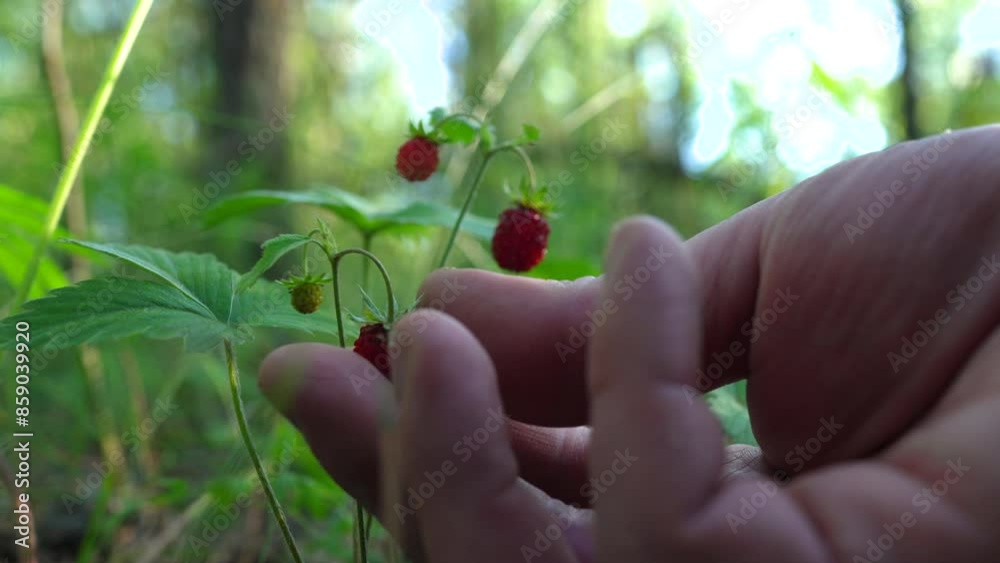 Wild strawberry in the forest. Picking wild berries. Wild strawberry bush in In nature. Fragaria vesca berry in Woodland. Hand picking ripe wild strawberries in forest. Wild strawberry in the forest. Picking wild berries. Wild strawberry bush in In nature. Fragaria vesca berry in Woodland. Hand picking ripe wild strawberries in forest.