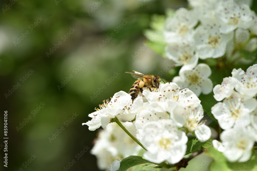 bee on a flowering tree. honey bees pollinating white blossoms of a pear tree, close up, macro shot of collecting bees. insect in nature, spring season. bee on the flowers of the orchard bee on a flowering tree. honey bees pollinating white blossoms of a pear tree, close up, macro shot of collecting bees. insect in nature, spring season. bee on the flowers of the orchard