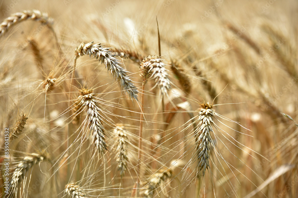 spikelets of ripe wheat. The concept of a rich harvest. Wheat field with ears of golden wheat. agricultural field. Ripe ears rural nature scenery background. close-up, selective focus spikelets of ripe wheat. The concept of a rich harvest. Wheat field with ears of golden wheat. agricultural field. Ripe ears rural nature scenery background. close-up, selective focus