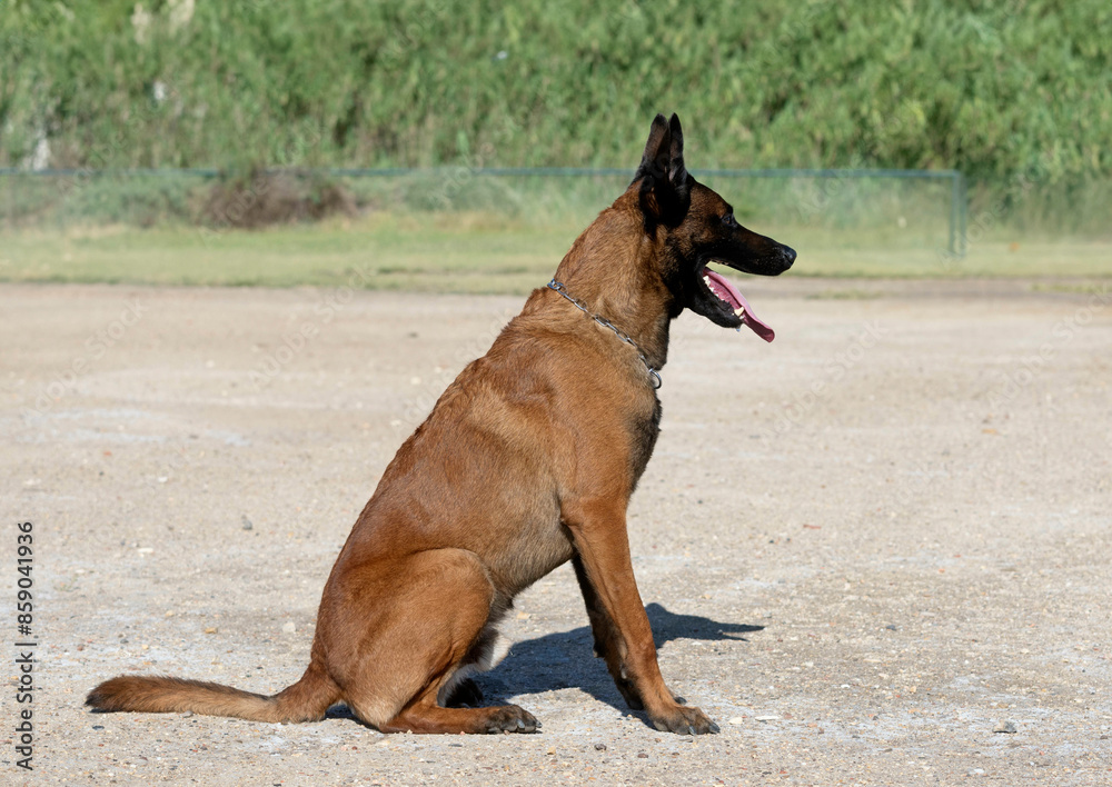 training of belgian shepherd training of belgian shepherd