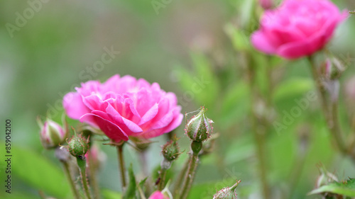 Veilchenblau, rose flower. pink roses on a bush in the garden, close-up. Flowering English Rosa Climbing Rose Bush. in the garden in the flower bed. spring time, delicate summer flower. close-up