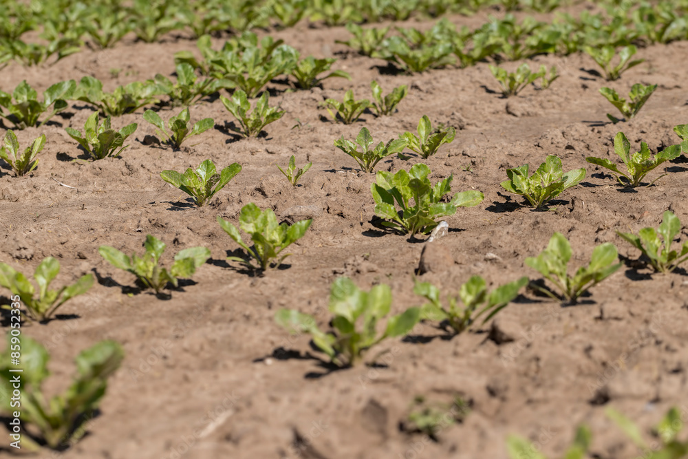 a field with white beetroot for the production of white beet sugar a field with white beetroot for the production of white beet sugar