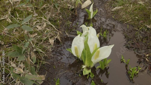尾瀬の早春　水芭蕉咲く