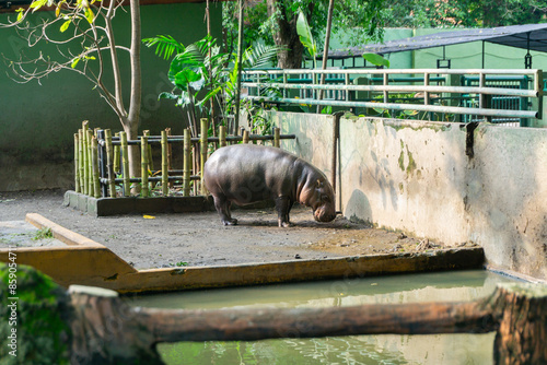 Hippopotamus or Hippopotamus amphibius standing after bath in Surabaya zoo in Indonesia.