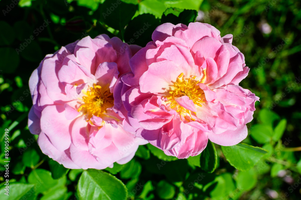 Large green bush with two fresh vivid pink roses and green leaves in a garden in a sunny summer day, beautiful outdoor floral background photographed with soft focus. Large green bush with two fresh vivid pink roses and green leaves in a garden in a sunny summer day, beautiful outdoor floral background photographed with soft focus.