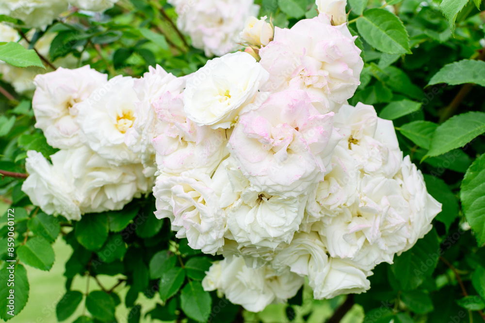 Bush with many delicate white roses in full bloom and green leaves in a garden in a sunny summer day, beautiful outdoor floral background photographed with soft focus. Bush with many delicate white roses in full bloom and green leaves in a garden in a sunny summer day, beautiful outdoor floral background photographed with soft focus.