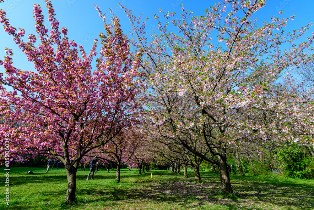 Large cherry trees with many pink flowers in full bloom in the Japanese Garden from King Michael I Park (former Herastrau) in Bucharest, Romania, in a cloudy spring day, sakura. Large cherry trees with many pink flowers in full bloom in the Japanese Garden from King Michael I Park (former Herastrau) in Bucharest, Romania, in a cloudy spring day, sakura.