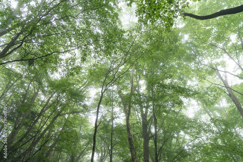 Obraz premium 霧に覆われた新緑の森