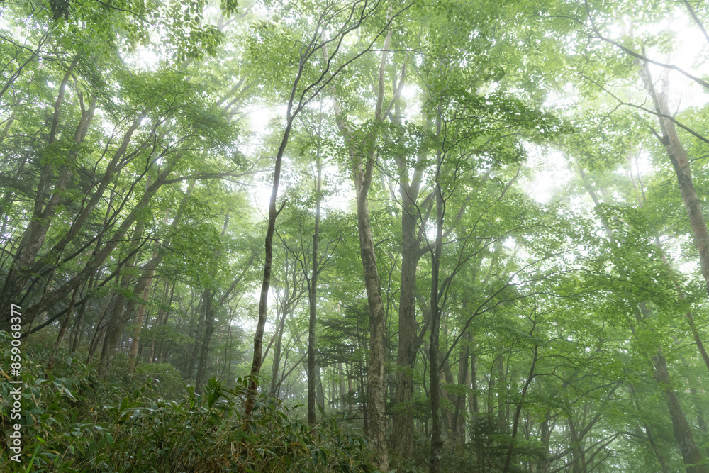 Fototapeta premium 霧に覆われた新緑の森
