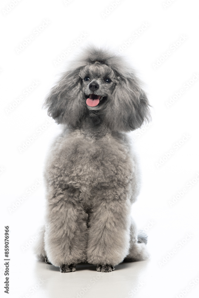 Obraz premium gray miniature poodle on a uniform background