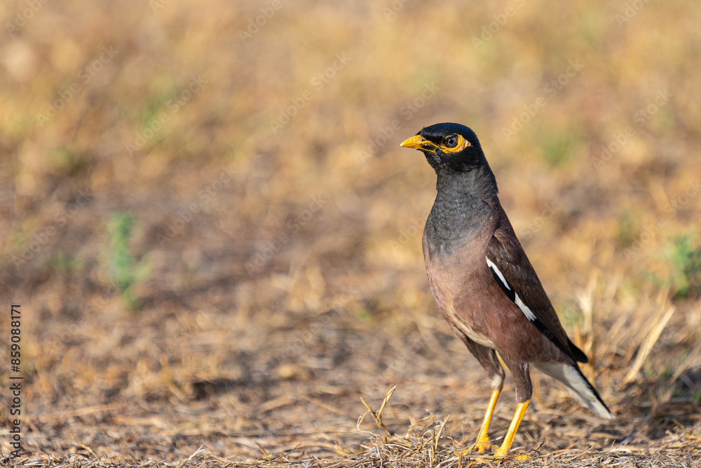 mynah bird yellow-billed starling close-up mynah bird yellow-billed starling close-up