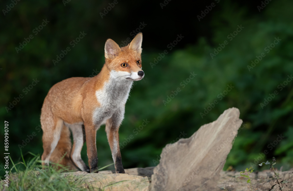 Portrait of a young red fox standing on a tree in a forest Portrait of a young red fox standing on a tree in a forest