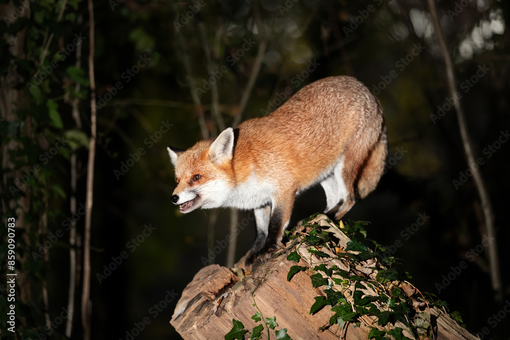 Fototapeta premium Portrait of a red fox standing on a tree in a forest