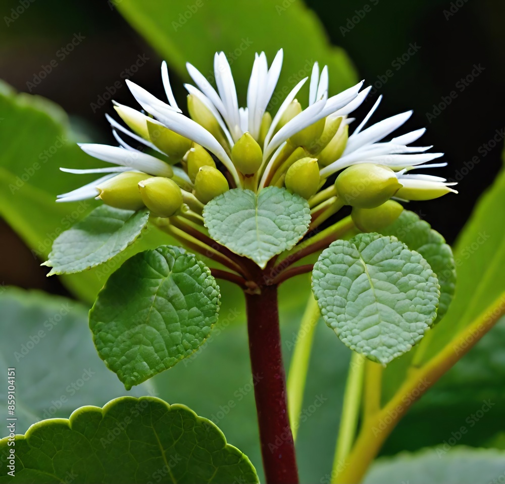 blue water lily, spring, leaf, flora, summer, macro, bud, blossom, yellow, beauty, sunflower, garden, flowers, leaves, wild blue water lily, spring, leaf, flora, summer, macro, bud, blossom, yellow, beauty, sunflower, garden, flowers, leaves, wild