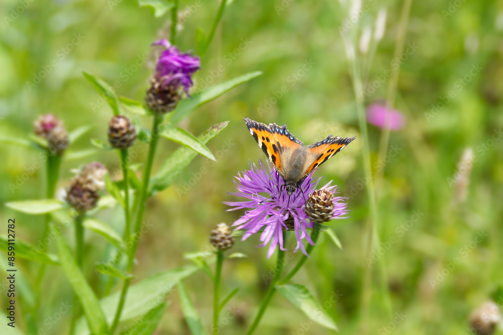 Small tortoiseshell butterfly (Aglais urticae) sitting on pink flower in Zurich, Switzerland Small tortoiseshell butterfly (Aglais urticae) sitting on pink flower in Zurich, Switzerland