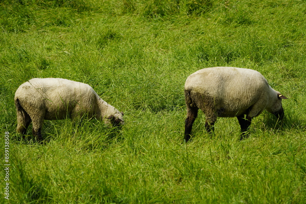 The Suffolk sheep is a domestic sheep breed. The breed has been known in England since the end of the 18th century and was created as a cross between Southdown and Norfolk Horn sheep. Hanover-D The Suffolk sheep is a domestic sheep breed. The breed has been known in England since the end of the 18th century and was created as a cross between Southdown and Norfolk Horn sheep. Hanover-D