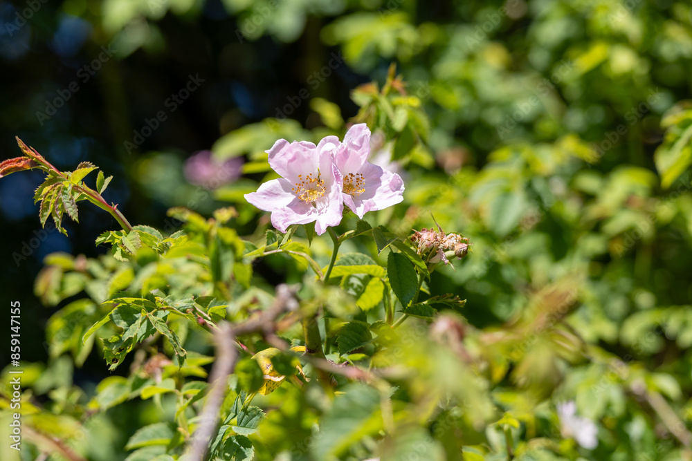 a blooming rose flower with pink petals. medicinal plant a blooming rose flower with pink petals. medicinal plant